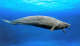 Учеными ИО  РАН описана первая уникальная находка китообразных в палеогене Прибалтики
