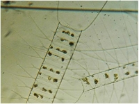 Структура сообществ фитопланктона в восточной части моря Лаптевых