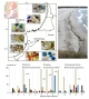 Plastic pollution on the Baltic beaches of the Kaliningrad region, Russia